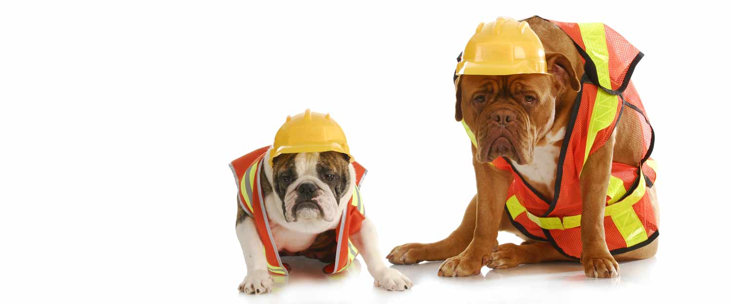 Dogs in construction uniforms